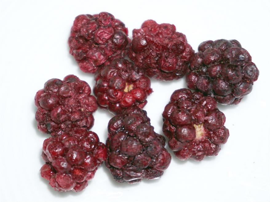 Wild-Bromberen von ZIELER & Co.